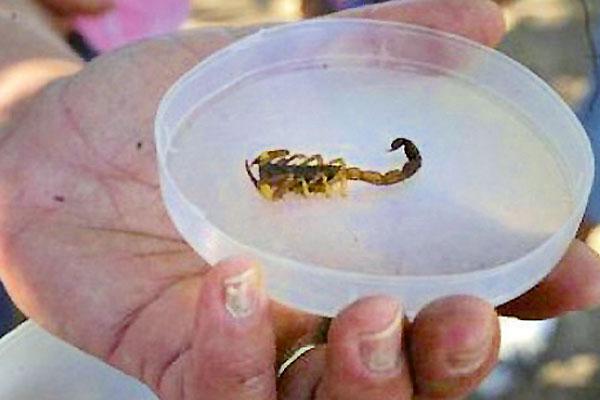 PROLIFERACIÓN Se debe al incremento de la temperatura y al avance de la humedad debido a las lluvias