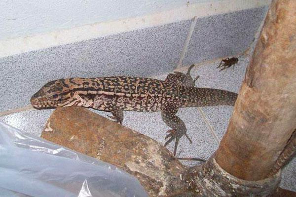 IMPENSADO Sorprendió a los vecinos de Los Flores la aparición de iguanas en el patio de las casas