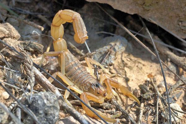 Alertan sobre la proliferacioacuten de arantildeas  y escorpiones por la intensa humedad 