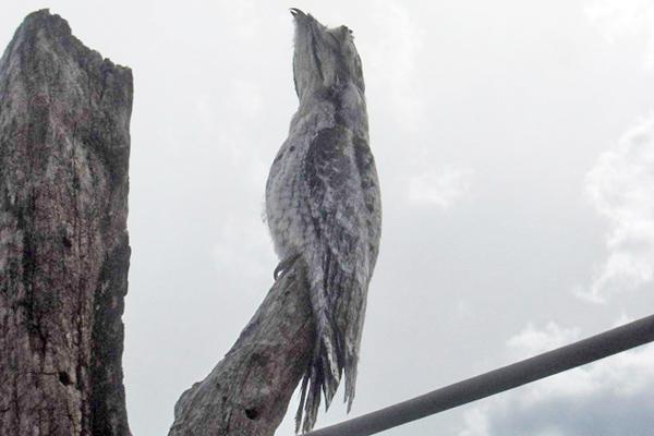 El palo de un tendedero le sirvioacute a un kakuy para mostrar su magia en Loreto