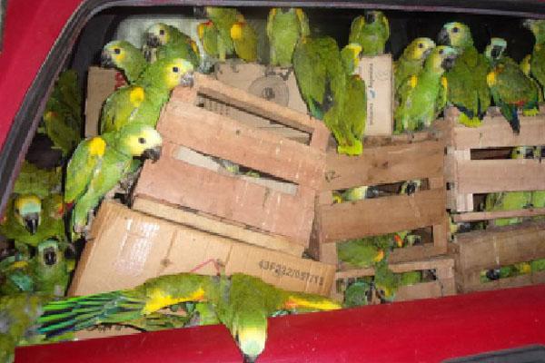 Decomisan en Santa Fe 200 loros habladores llevados desde Santiago para la venta
