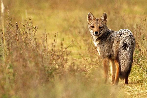Pobladores rurales de Choya y Guasayaacuten alertan sobre una superpoblacioacuten de zorros grises