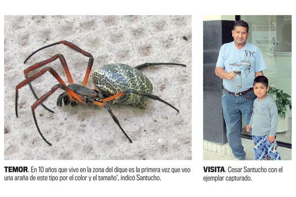 Vecino encontroacute una extrantildea arantildea cerca del dique Frontal