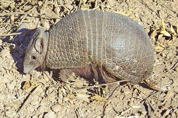 CUIDADOS En el Parque Nacional Copo se introdujeron en los �ltimos años dos especies de tat� carreta una de las que m�s habitan este territorio