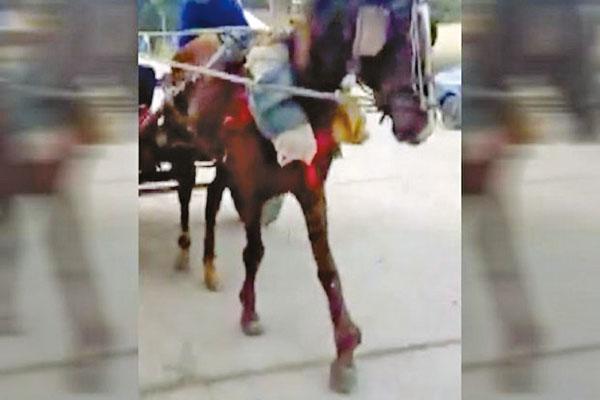 Rescatan caballo al que haciacutean trabajar con la pata fracturada