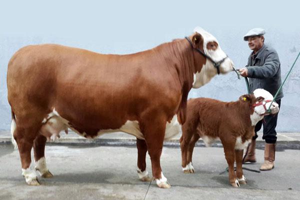 Elsa la primera vaca santiaguentildea en llegar al predio de la Rural de Palermo 