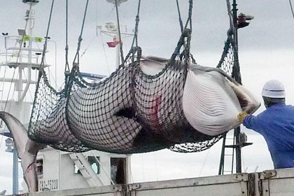 Ballenas en riesgo- cazan a 4 por diacutea