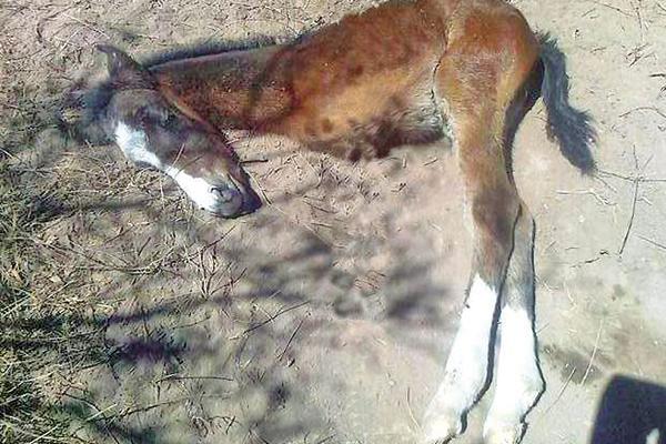 El nacimiento de un caballo con soacutelo dos patas sorprendioacute a los antildeatuyenses