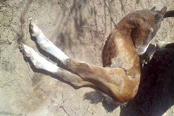 El nacimiento de un caballo con soacutelo dos patas sorprendioacute a los antildeatuyenses