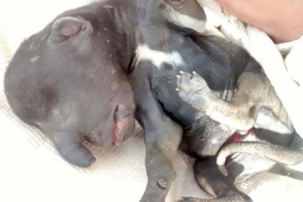 Un perro elefante causoacute temor entre los vecinos del barrio 25 de Mayo