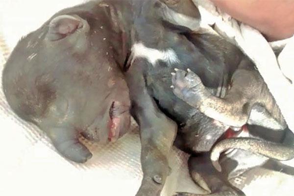 CONJETURAS La flia Landín sospecha que se lo habrían llevado en un descuido