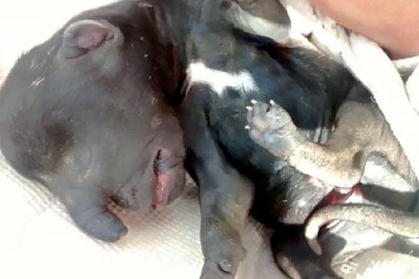 PERRO ELEFANTE Nació en La Banda hace varios días Se trata de un perro que en su rostro presenta una especie de trompa