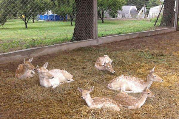 Animales del zooloacutegico arribaron a Colonia Jaime y formaraacuten parte de la nueva propuesta educativa
