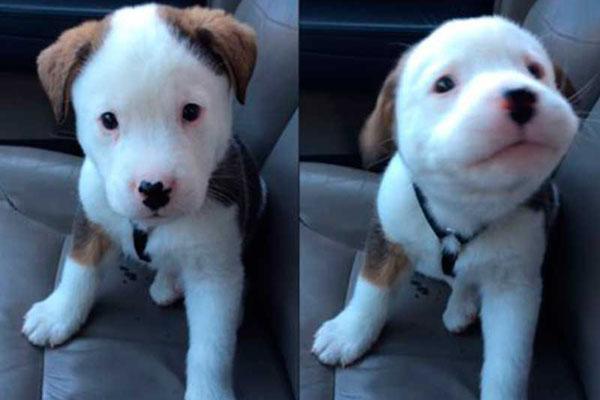 Un cachorro rudo- se enoja porque tiene hipo