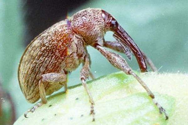 Indican que es grave la situacioacuten del algodoacuten por ingreso de plaga del picudo