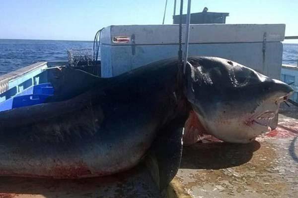 Un tiburoacuten de seis metros cazado mientras tragaba a otro