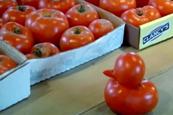 Cosechan un tomate con forma de pato en una huerta de EEUU