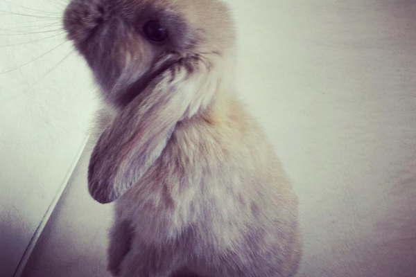 Peterson le regaloacute un conejo a su hijo Gaspar