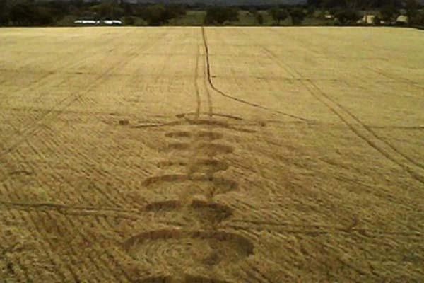 Aparecen misteriosos ciacuterculos en una plantacioacuten de Salta