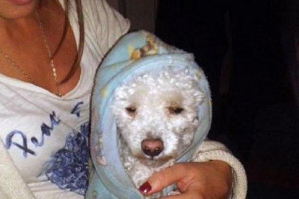 Mendoza- Robaron en la casa de familiares del Papa y no se salvoacute ni el perro