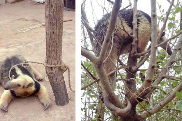 Un oso hormiguero aparecioacute en una casa de la localidad de Sol de Julio