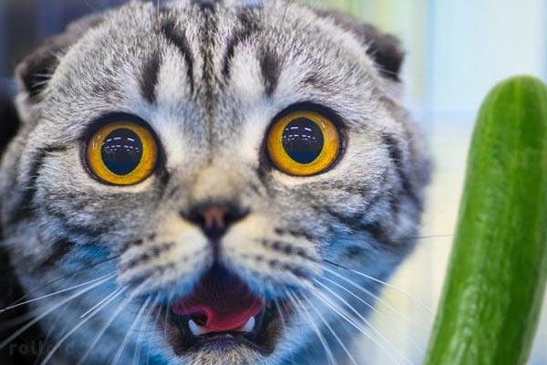 iquestPor queacute los gatos le temen a los pepinos