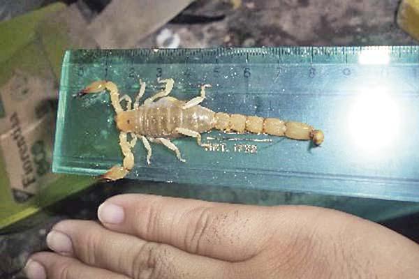 Como el caso de Jeremiacuteas otro nintildeo grave tras haber sido picado por un escorpioacuten