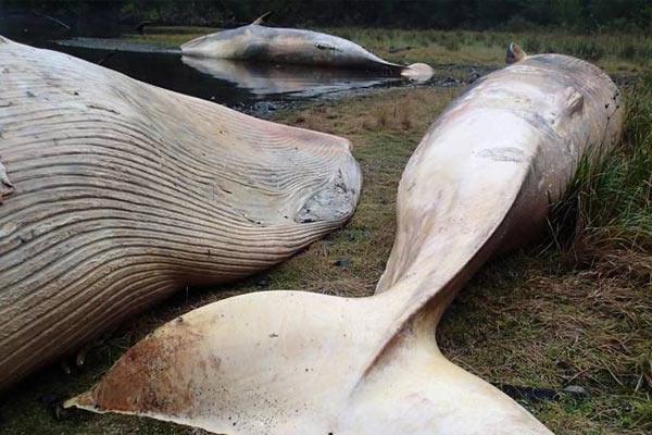 Encontraron 337 ballenas muertas en las costas de Chile
