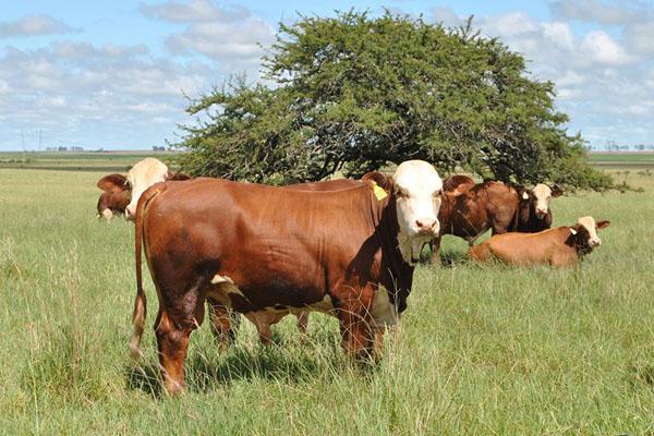 La cabantildea santiaguentildea Pilagaacute obtuvo el premio a la excelencia agropecuaria