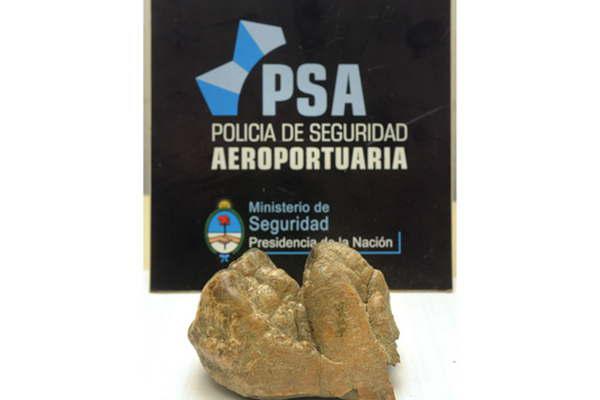 Insoacutelito- pretendiacutea llevarse un molar de mastodonte en una valija