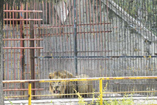 Asociacioacuten protectora denuncia el deplorable estado de los animales del ex zooloacutegico municipal
