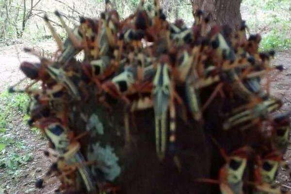 Las langostas son un problema que vamos a tenerlo por un largo tiempo