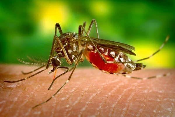 Zika- preocupan al Gobierno los turistas que fueron a Brasil y Colombia