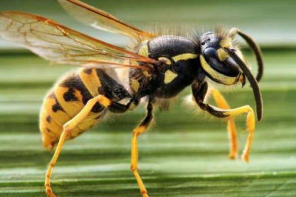 Preocupa en Tierra del Fuego la invasioacuten de una especie de avispas carniacutevoras de fuertes picaduras