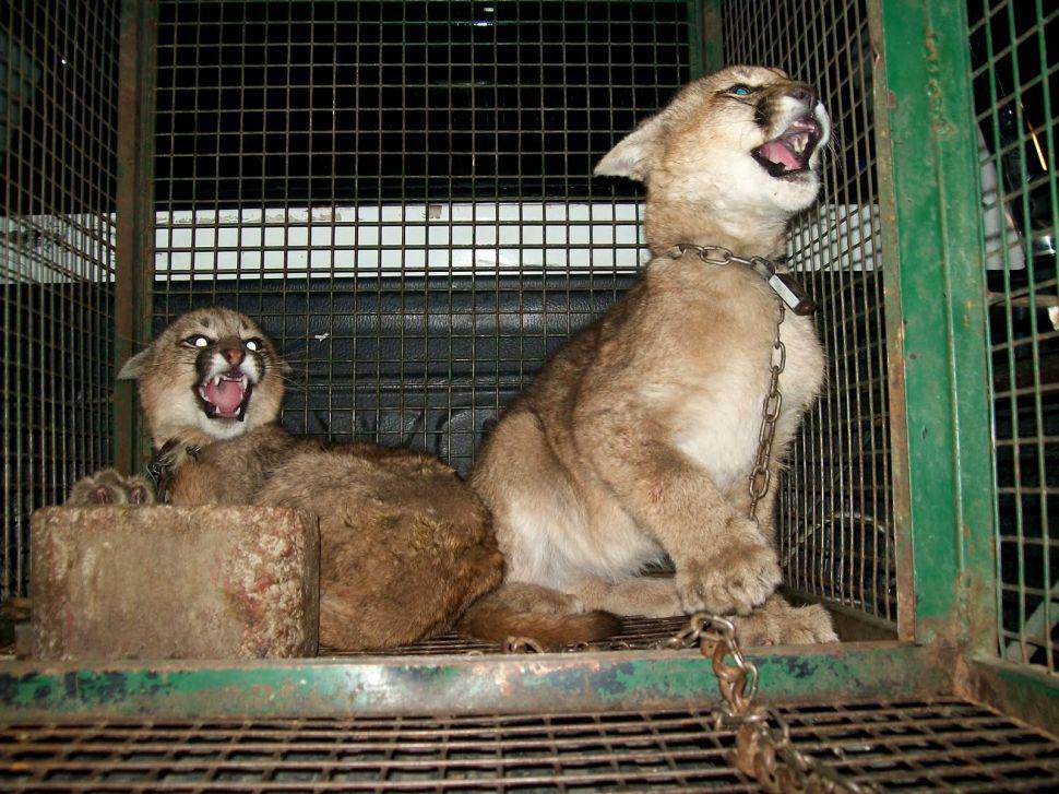 Controles de traacutefico ilegal de fauna caza y pesca furtiva