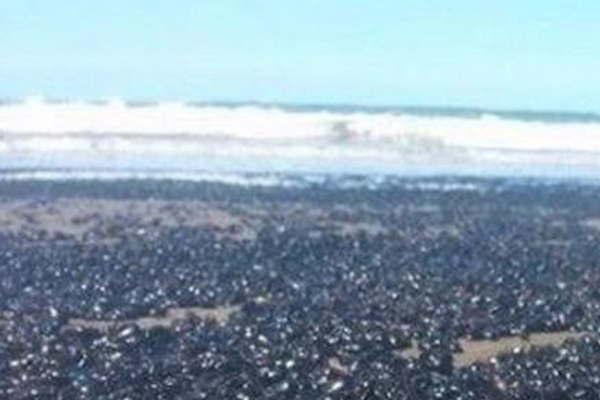 Conmocioacuten por la impresionante invasioacuten de escarabajos en Mar de Ajoacute