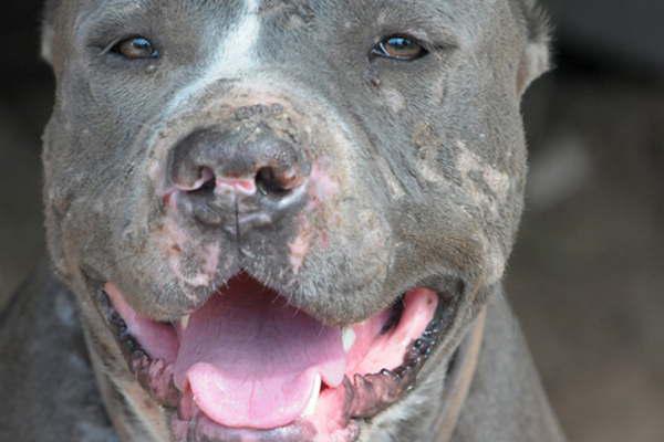 Pitbull matoacute a un perro caniche y la Justicia detuvo a su propietario