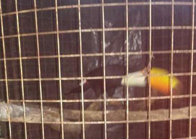 Preocupacioacuten en Friacuteas por la venta de animales exoacuteticos