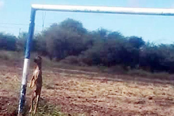 Hallaron a un perro ahorcado a un arco de fuacutetbol