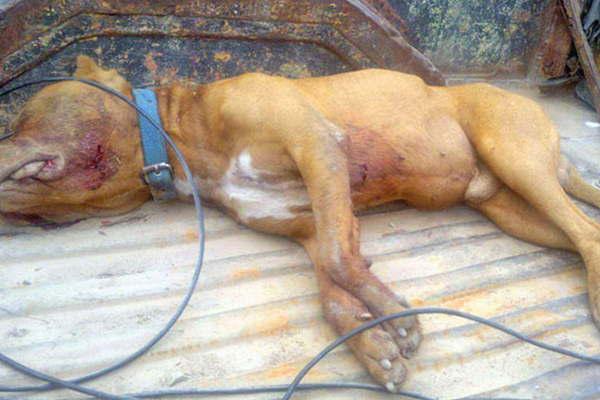 Matoacute a puntildealadas al Pitbull del amigo y eacuteste lo `vengoacute a palos