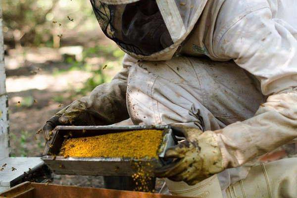 Comenzoacute en Santiago la cosecha de polen de quebracho colorado