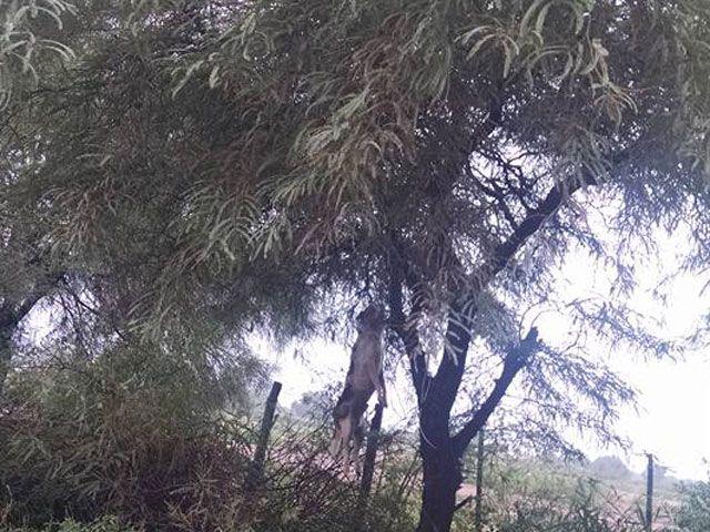 Denuncian la matanza de perros en Quimiliacute