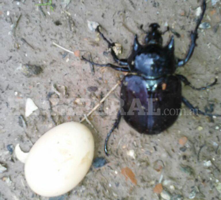 Asombro en el interior por un escarabajo maacutes grande que un huevo