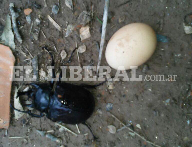 Asombro en el interior por un escarabajo maacutes grande que un huevo