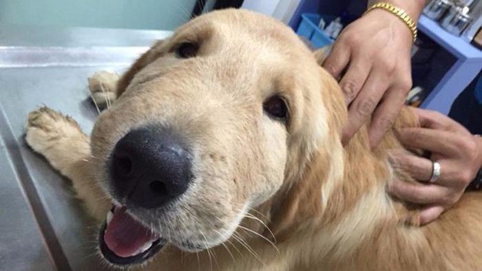 Un perro picado por una abeja se vuelve viral