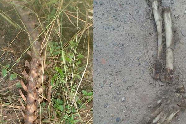 Extrantildeo hallazgo de restos oacuteseos que seriacutean humanos