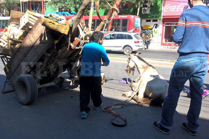 Un caballo cayoacute al asfalto en plena Av Belgrano