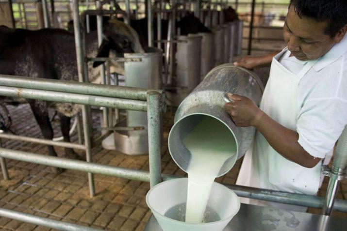 Establecen compensacioacuten para tamberos de 040 por litro de leche