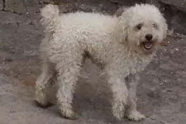 Allanaron dos inmuebles y recuperan  un perro Caniche Toy robado