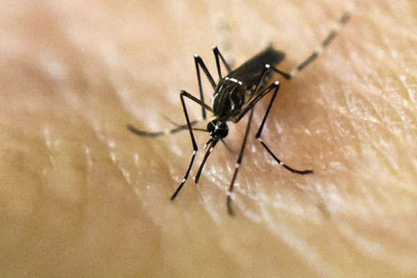 Desarrollan dos modelos con ratones que muestran coacutemo el virus zika se transmite de la madre al feto 